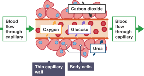 Capillaries intermingle with the tissues and exchange nutrients, gases, and wastes (http://www.bbc.co.uk/schools/gcsebitesize/science/images/triple_science/009_bitesize_gcse_tsbiology_thebloodstream_capillaryexchanges_464.gif)
