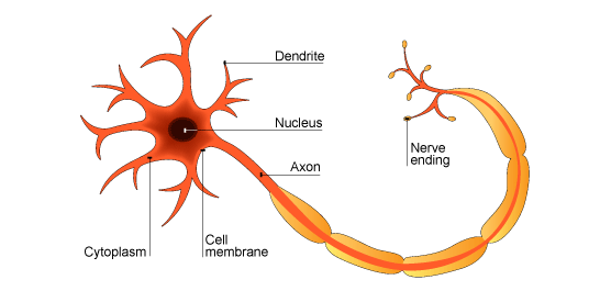 a neurone has a 'head' at one end where the nucleus, cytoplasm, cell membrane and dendrite are. The axon is tail-like, with nerve endings at the end which look like branches. (http://www.bbc.co.uk/schools/gcsebitesize/science/images/29_neurones.gif)