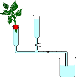 File:Potometer.png (http://upload.wikimedia.org/wikipedia/commons/4/49/Potometer.png)