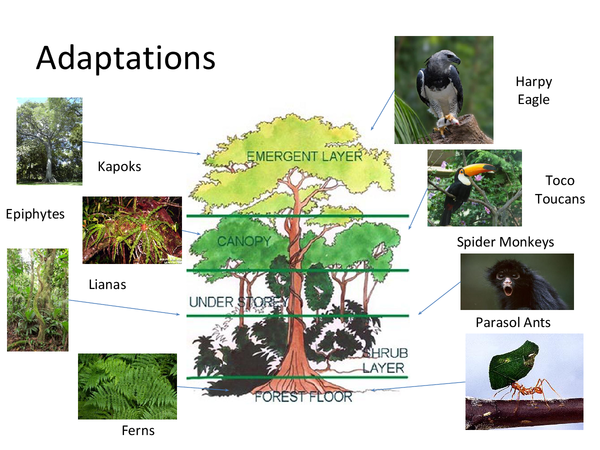 What Adaptations Do Rainforest Plants Have