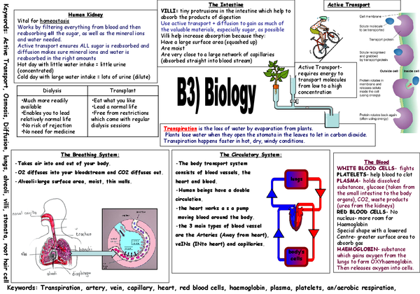 41 Biology B1 Gcse Revision Aqa Gcse 9 1 Biology B3 Revision Sheets Differentiated Teaching 1879