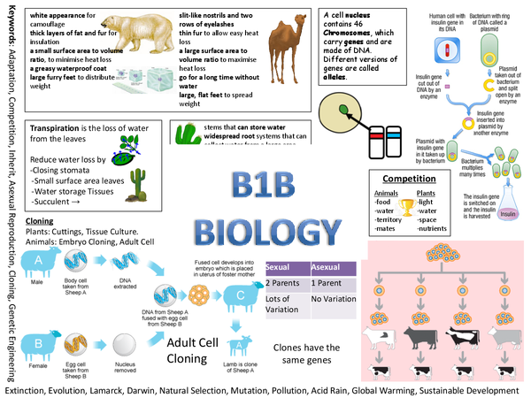 B1b Revision Poster Presentation In Gcse Biology 0439