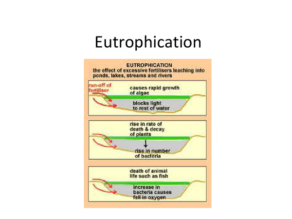 eutrophication case study gcse