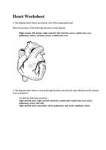 Heart Worksheet - Document in A Level and IB Biology