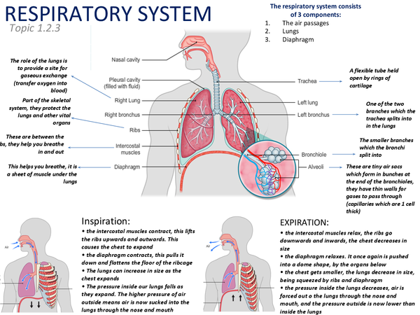 respiratory system presentation ideas
