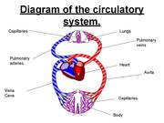 The Cardiovascular, Circulatory, & Respiratory system - Presentation in