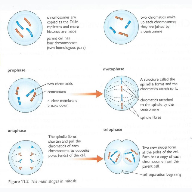 Stages of Mitosis - Image in IGCSE Biology